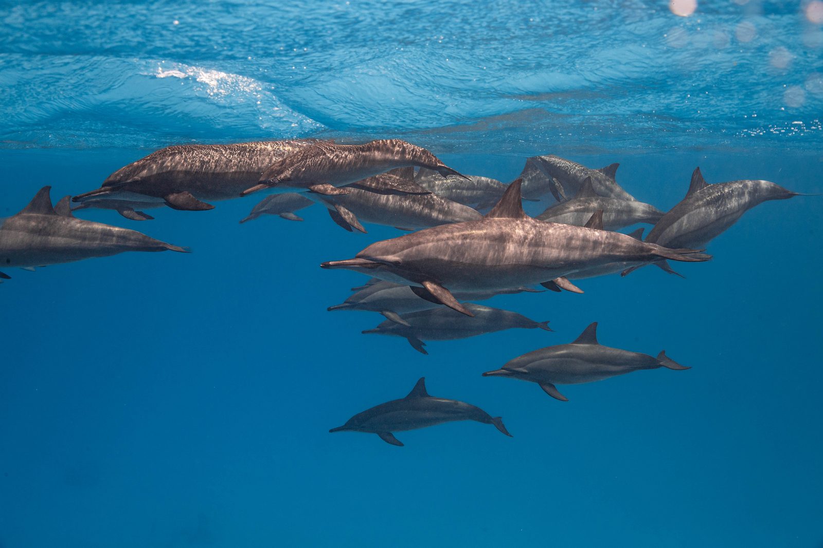 A pod of wild spinner dolphins gliding through blue water at Sataya Reef