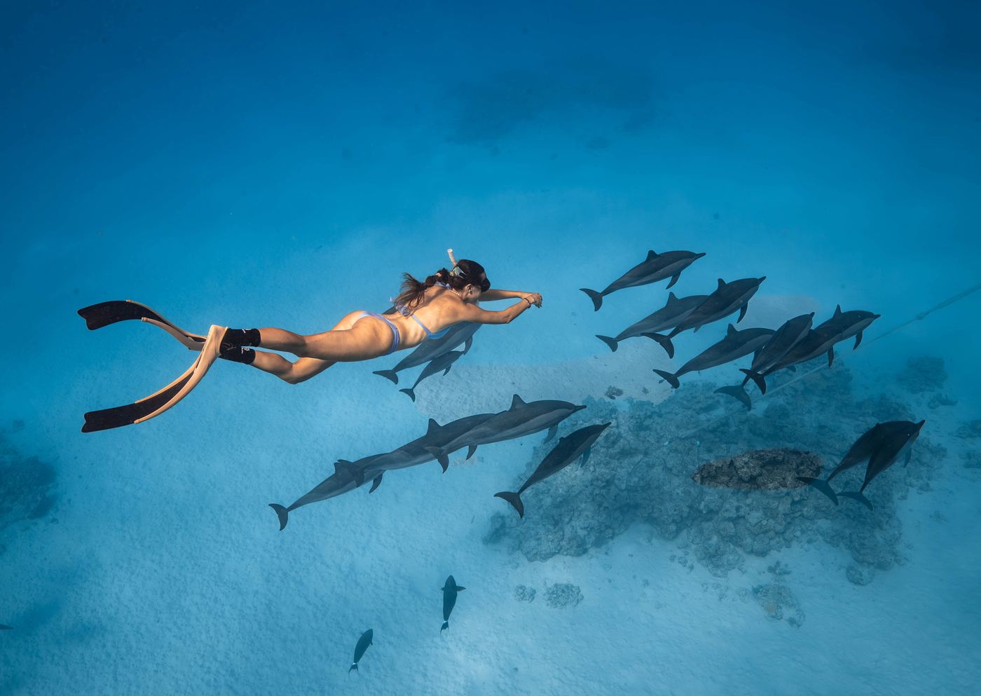 A freediver gliding above a pod of spinner dolphins