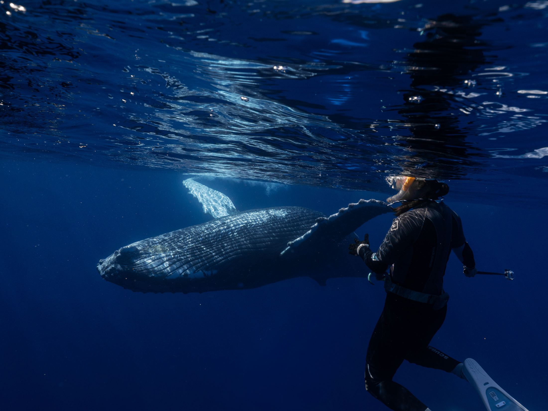 A freediver swimming beside a humpback whale in the deep blue off 'Eua, Tonga