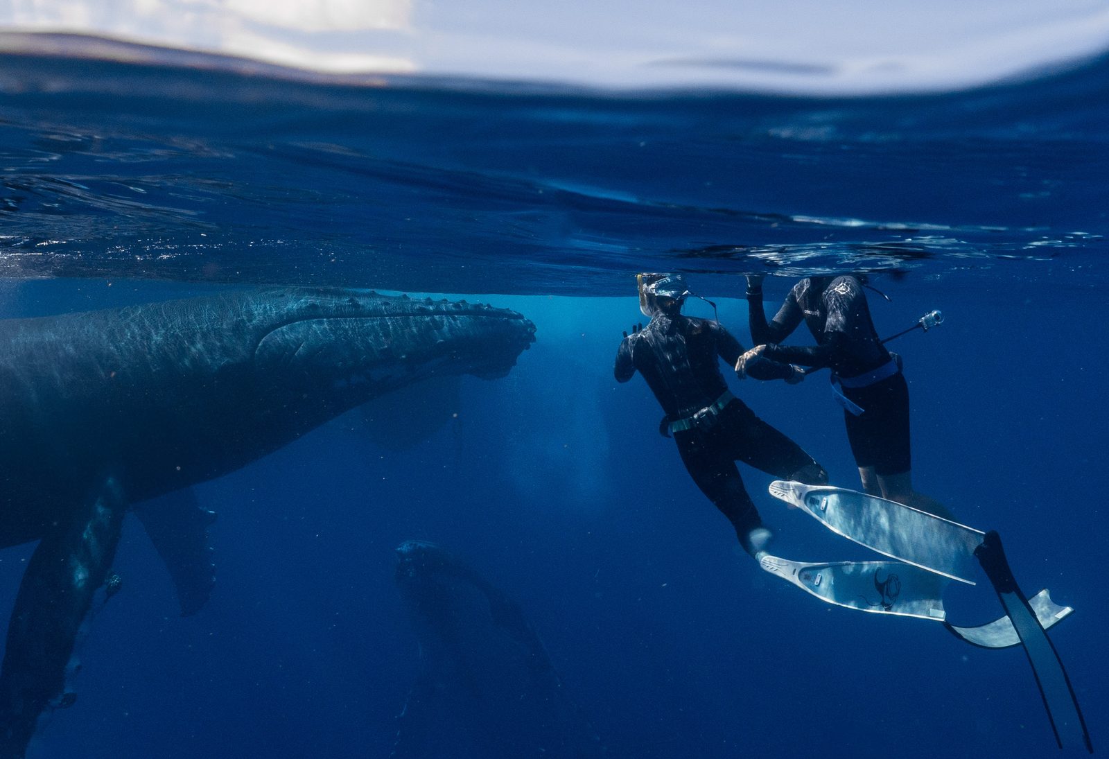 Freedivers meeting a humpback whale beneath the surface in Tonga