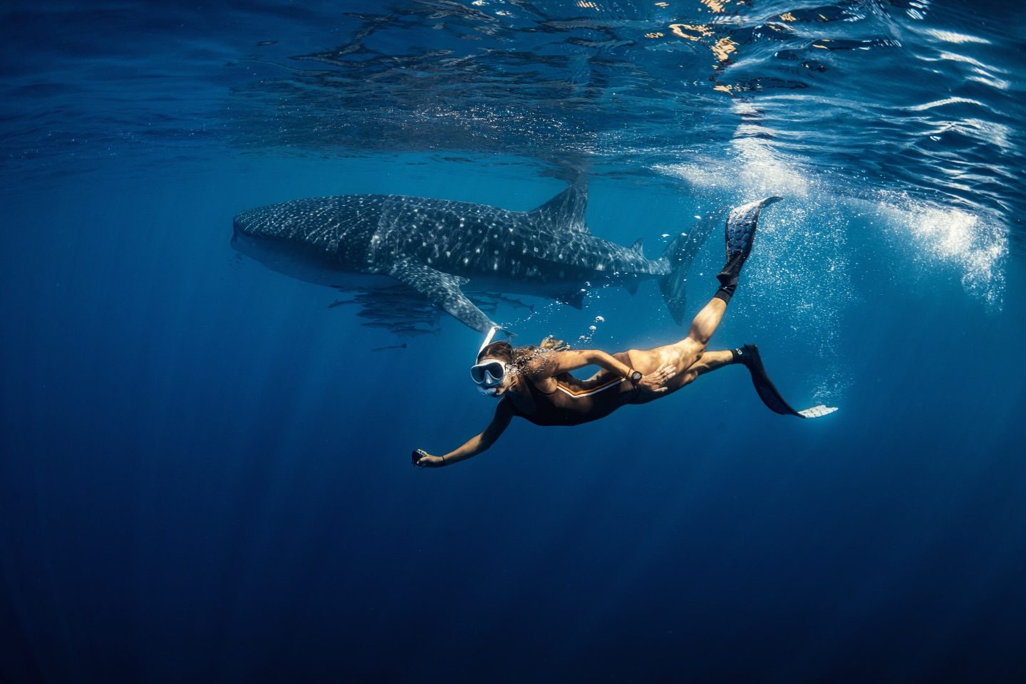 A freediver swimming alongside a whale shark in open blue water